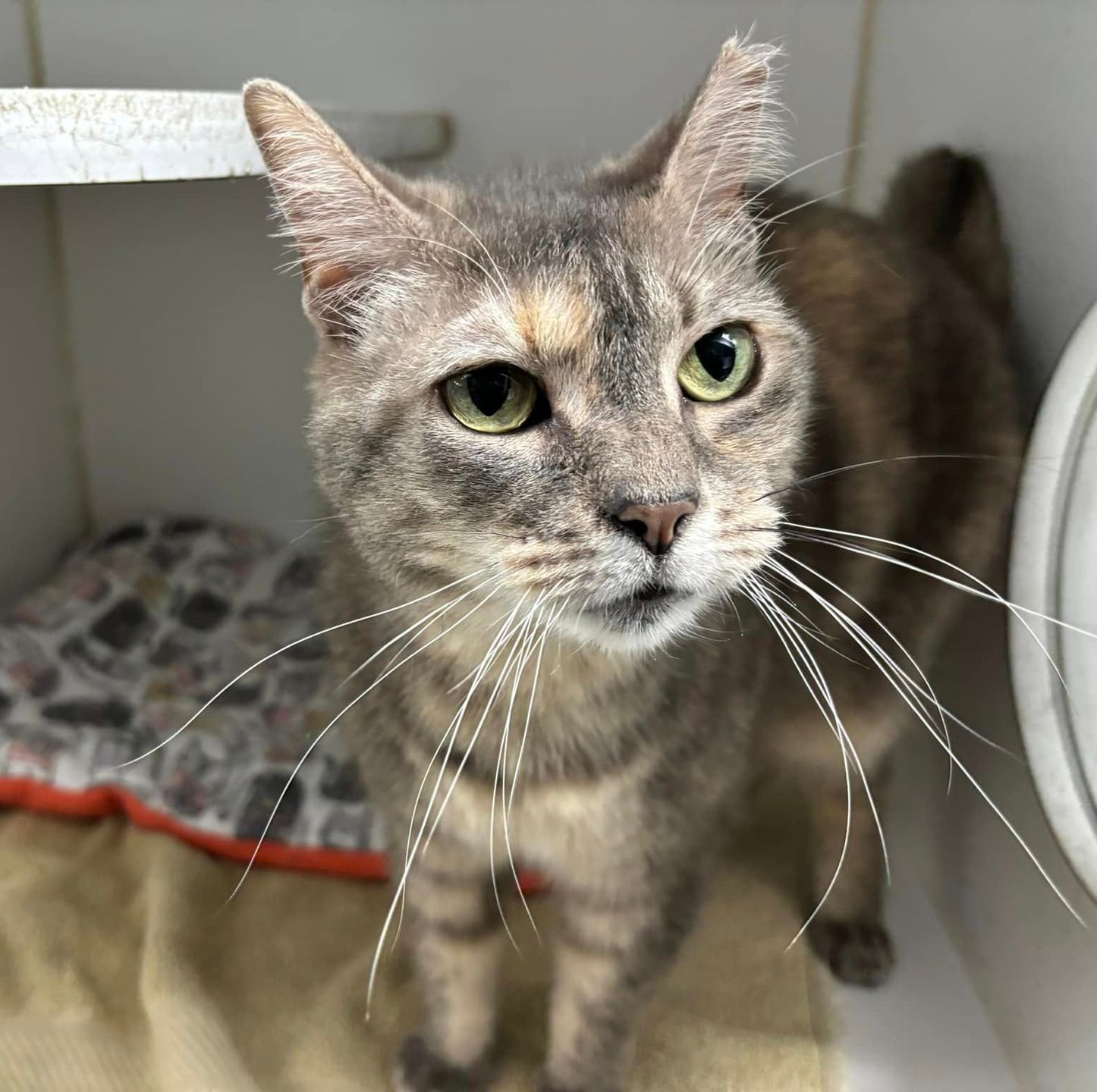 Cat resting comfortably in shelter room