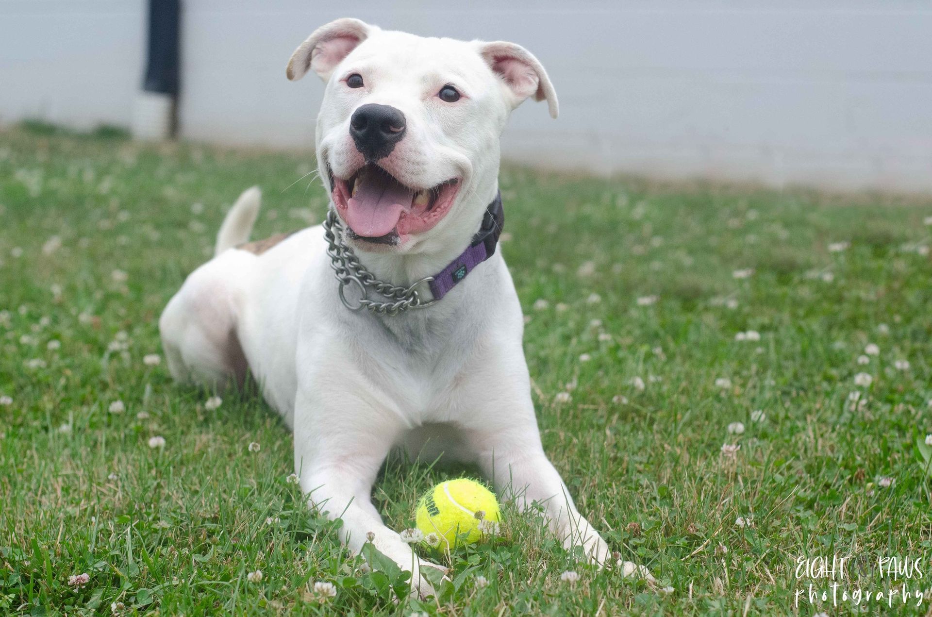 A white rescue dog resting peacefully on the grass with a ball