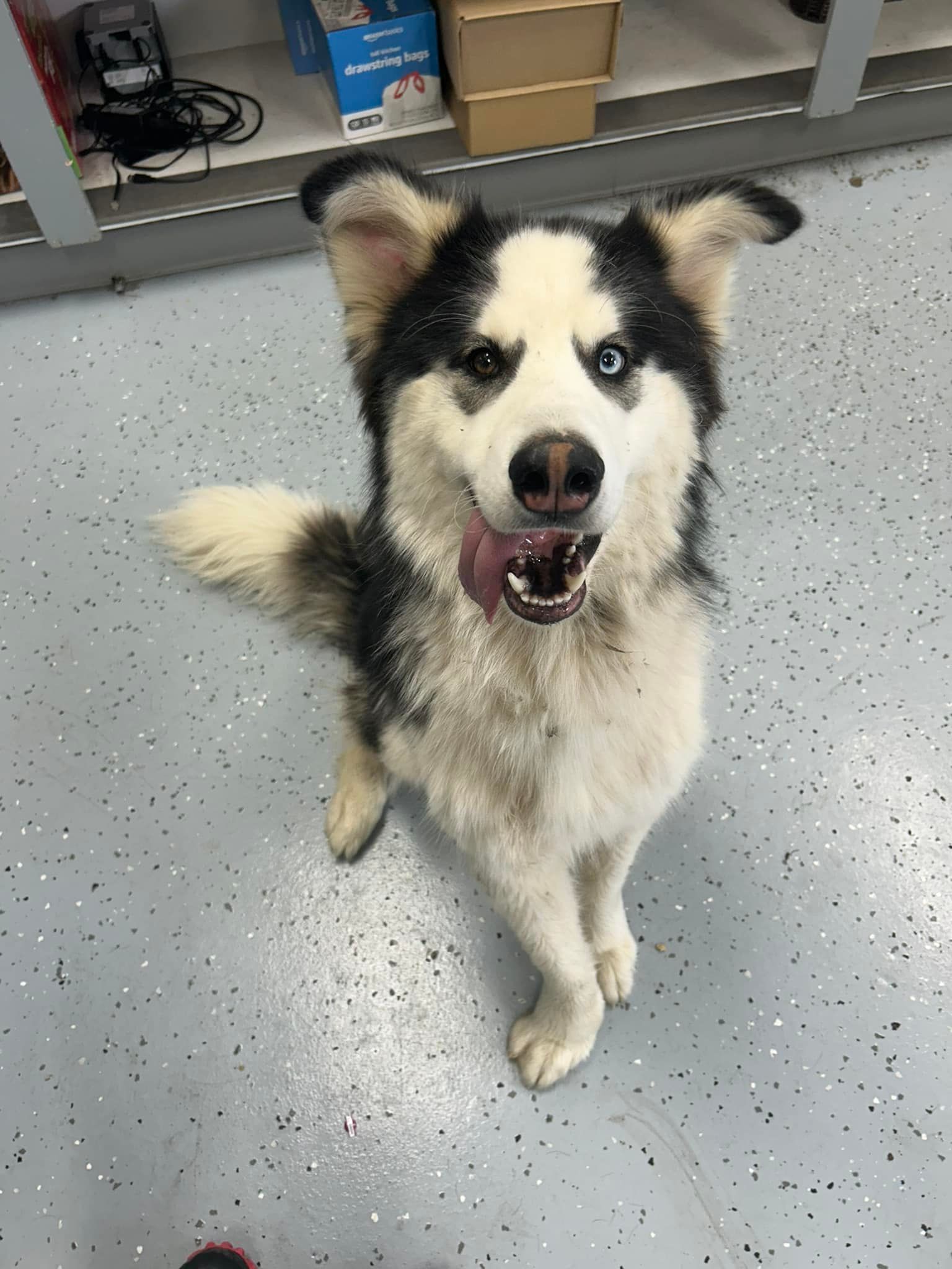 An energetic husky mix greeting staff indoors at the shelter.